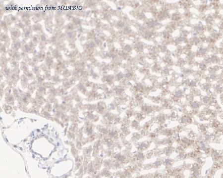 HUABIO HA722368 image 3