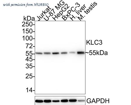 HUABIO HA722375 image 1