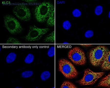 HUABIO HA722375 image 2