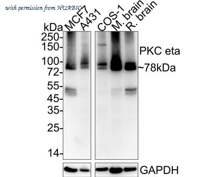 HUABIO HA722389 image 1