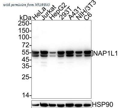 HUABIO HA722394 image 1