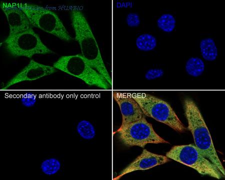 HUABIO HA722394 image 3