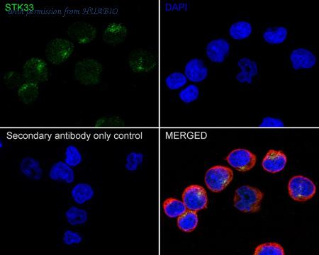 HUABIO HA722395 image 2