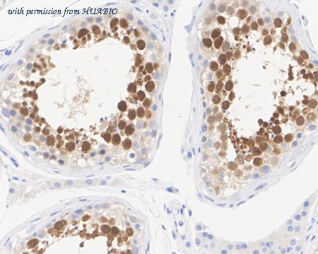 HUABIO HA722395 image 3