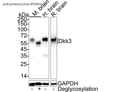 HUABIO HA722396 image 1