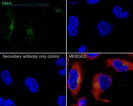 HUABIO HA722396 image 2