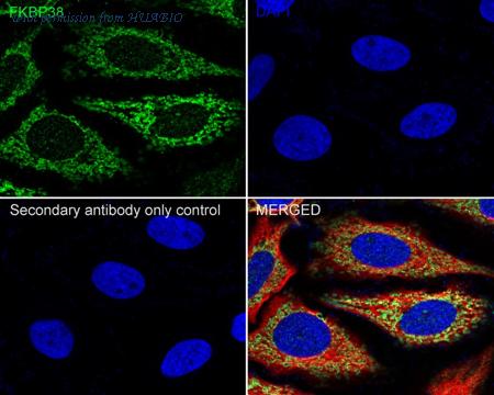 HUABIO HA722405 image 2