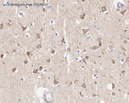 HUABIO HA722405 image 3