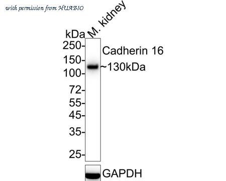 HUABIO HA722408 image 1