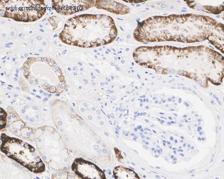 HUABIO HA722408 image 2