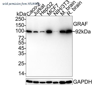 HUABIO HA722409 image 1