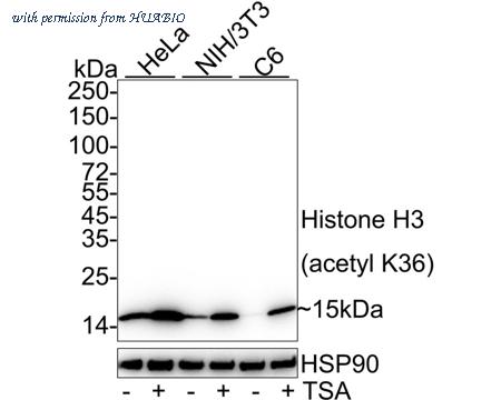 HUABIO HA722415 image 1