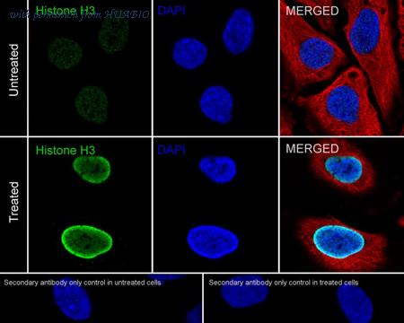 HUABIO HA722415 image 3