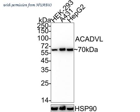 HUABIO HA722416 image 1