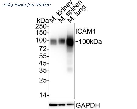 HUABIO HA722417 image 1