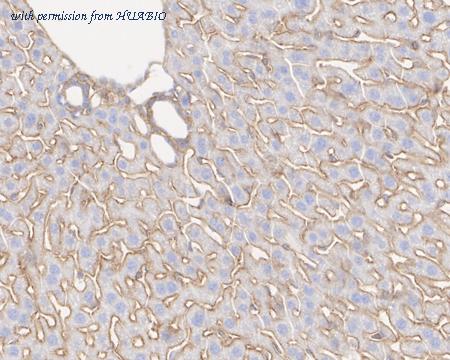 HUABIO HA722417 image 2