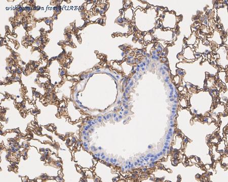 HUABIO HA722417 image 3