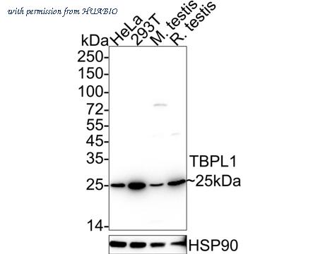 HUABIO HA722426 image 1