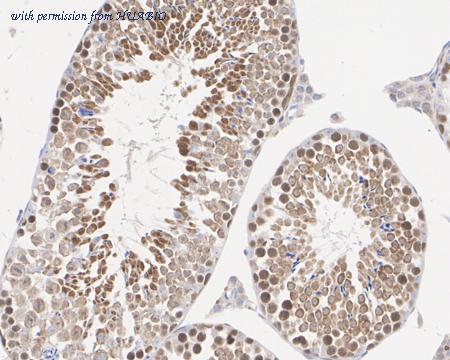 HUABIO HA722426 image 3