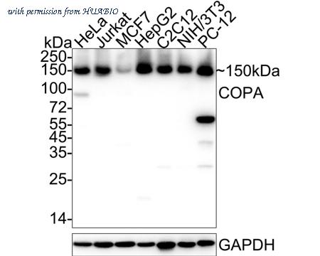 HUABIO HA722431 image 1