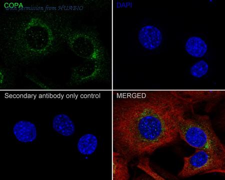 HUABIO HA722431 image 2