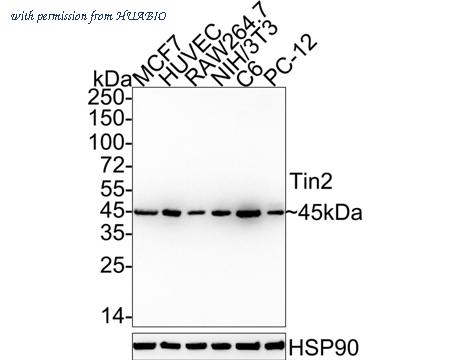 HUABIO HA722432 image 1