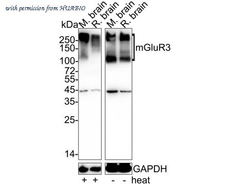 HUABIO HA722434 image 1