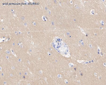 HUABIO HA722434 image 2