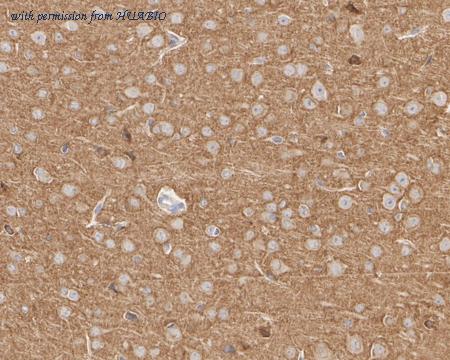 HUABIO HA722434 image 3