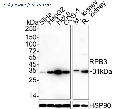 HUABIO HA722448 image 1