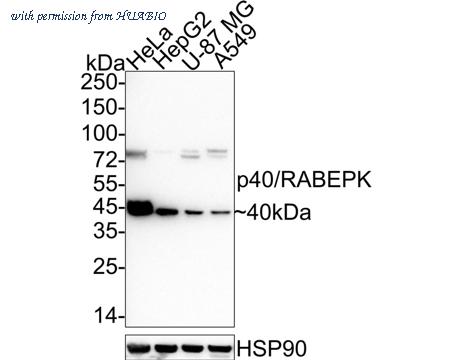 HUABIO HA722449 image 1