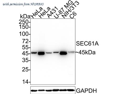 HUABIO HA722450 image 1