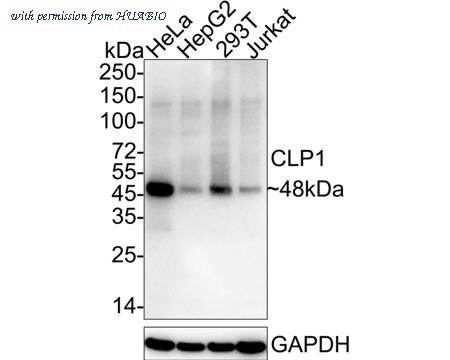 HUABIO HA722462 image 1