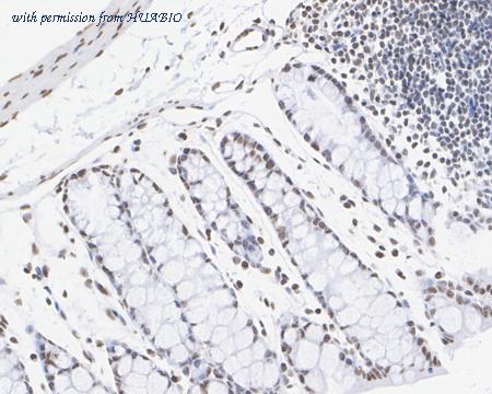 HUABIO HA722462 image 3