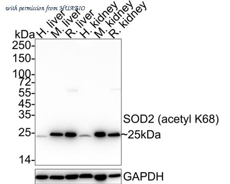 HUABIO HA722463 image 1