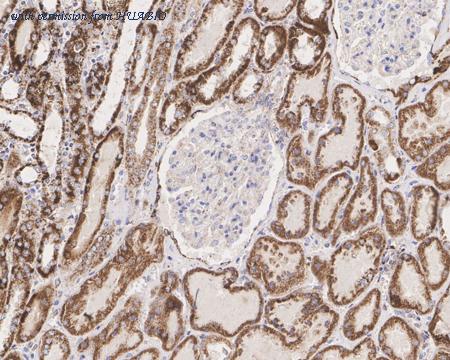 HUABIO HA722463 image 2