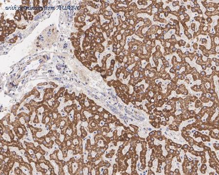 HUABIO HA722463 image 3