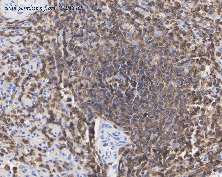 HUABIO HA722467 image 3