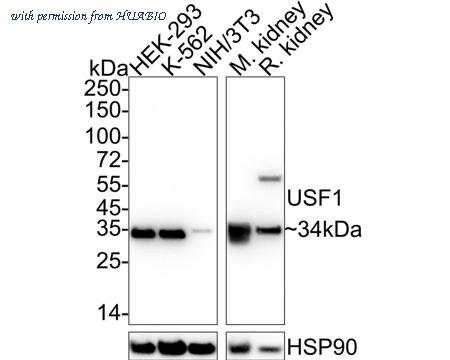 HUABIO HA722469 image 1