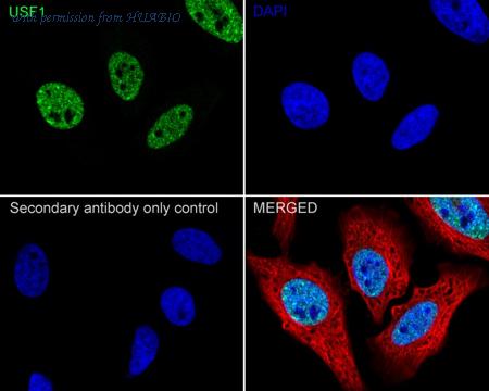 HUABIO HA722469 image 2