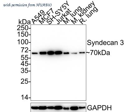 HUABIO HA722471 image 1