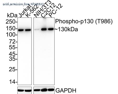 HUABIO HA722472 image 1