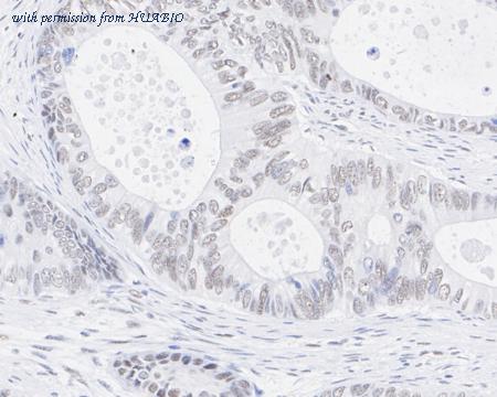 HUABIO HA722472 image 3