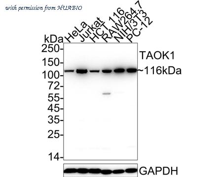 HUABIO HA722473 image 1