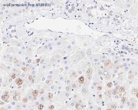 HUABIO HA722473 image 3