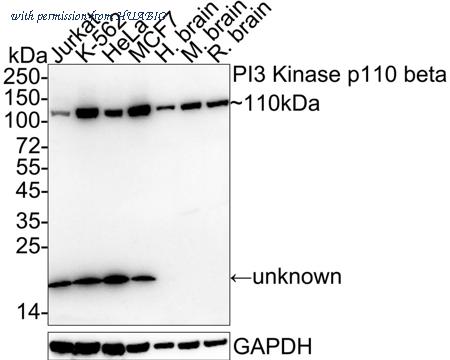 HUABIO HA722474 image 1