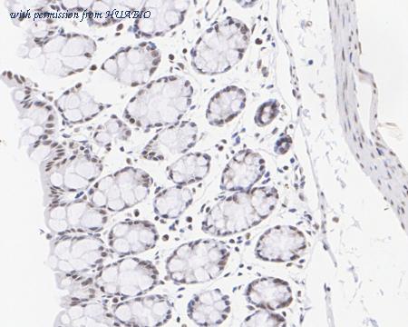 HUABIO HA722474 image 2