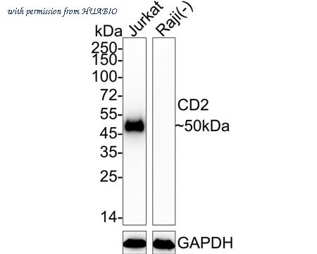 HUABIO HA722483 image 1