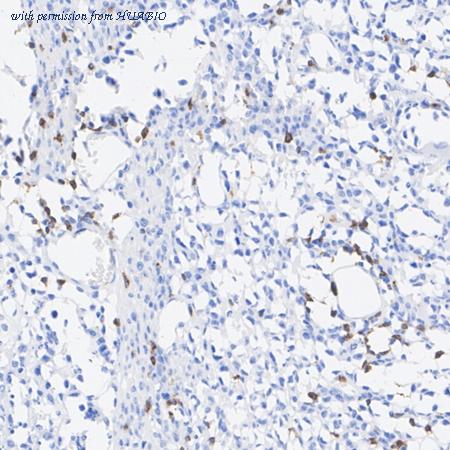 HUABIO HA722483 image 2