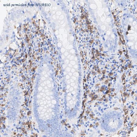 HUABIO HA722483 image 3